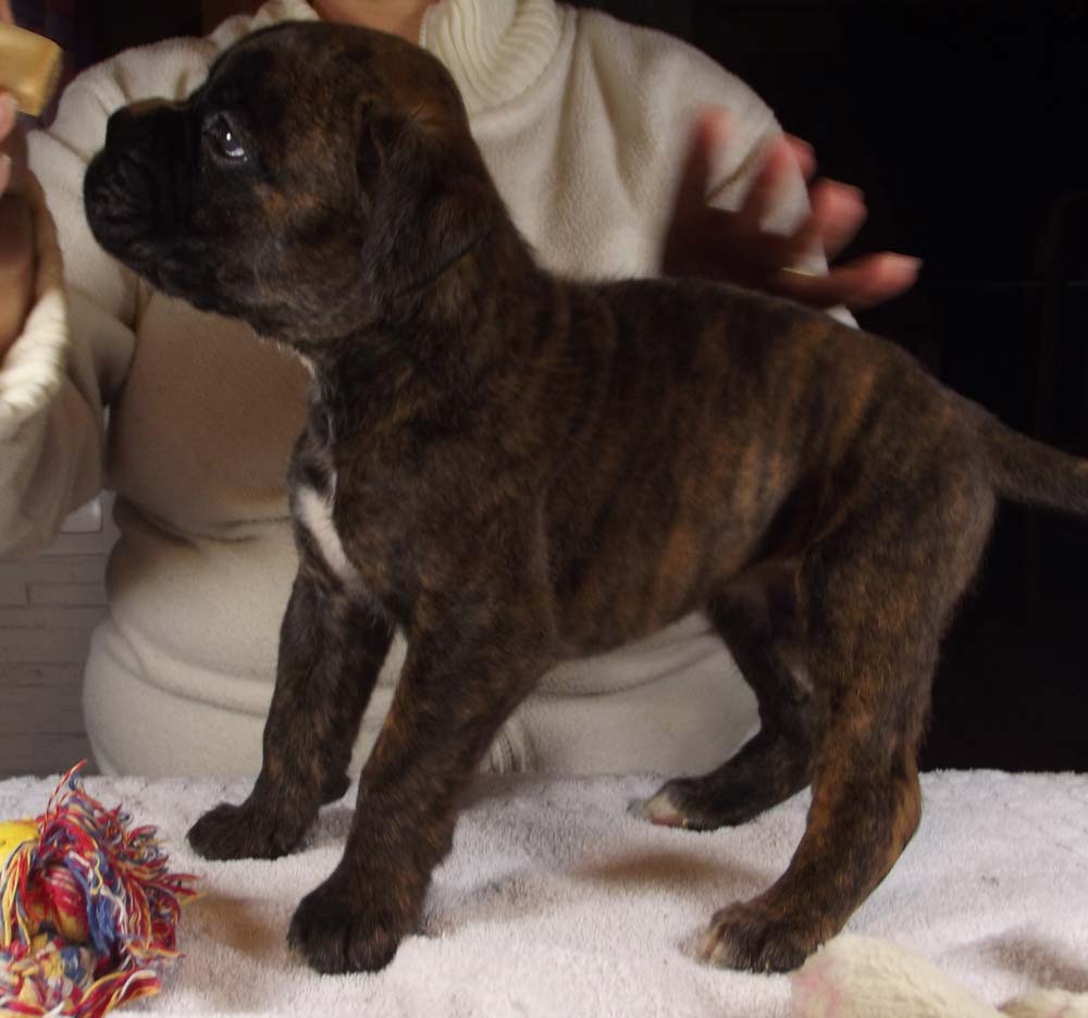 chiot coureur 6 lettres